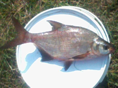 Carp bream, 0.9 kg — Kiemelių
