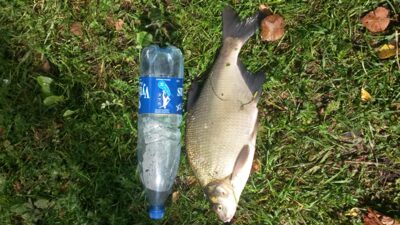 Carp bream, 1.0 kg — Asveja