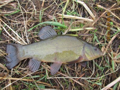 Tench, 0.6 kg