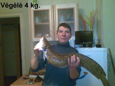 Burbot, 4.0 kg — Neman River