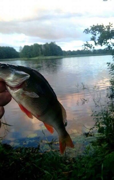 Eurasian perch — Akmenių