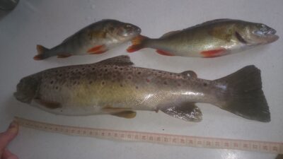 Margasis upėtakis, 0.7 kg — Rokantiškių