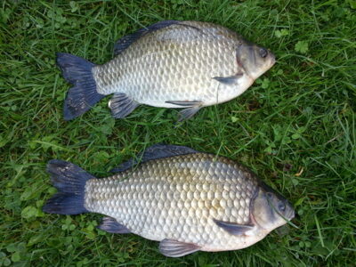 Prussian carp, 1.6 kg