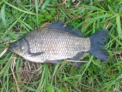 Prussian carp, 1.1 kg