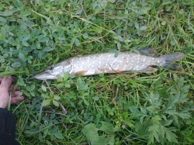 Northern Pike