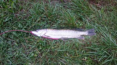 Northern Pike, 2.0 kg — Želvos