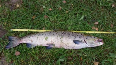 Atlantic salmon, 5.2 kg