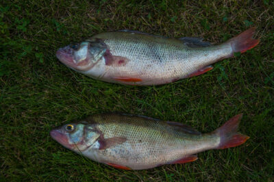 Eurasian perch, 0.5 kg — Kuršių