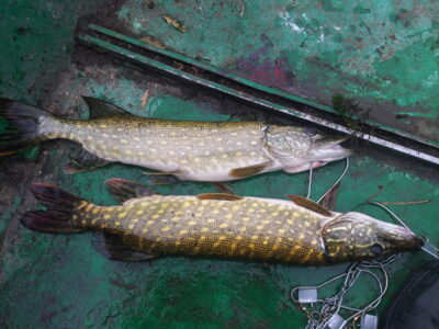Northern Pike — Raudys