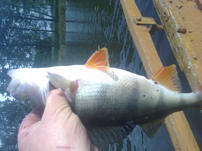 Northern Pike, 1.2 kg — Ilgis