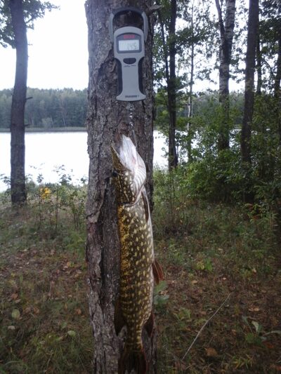 Northern Pike, 1.4 kg