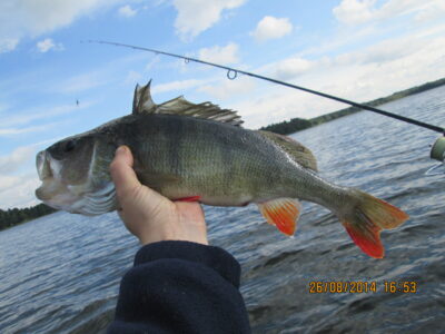 Eurasian perch, 1.1 kg