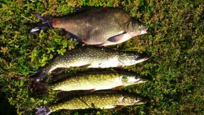 Northern Pike ×4 — Merguva