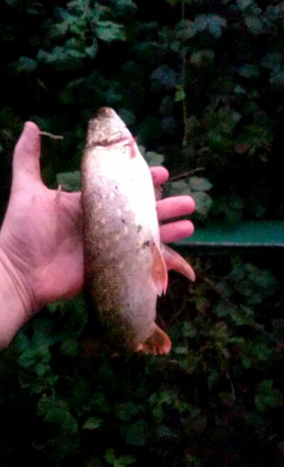 Northern Pike — Akmenių