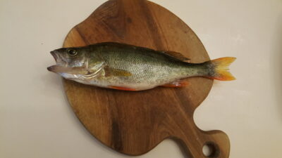 Eurasian perch, 0.2 kg — Neman River