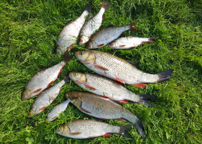 chub, 0.8 kg — Шешупе