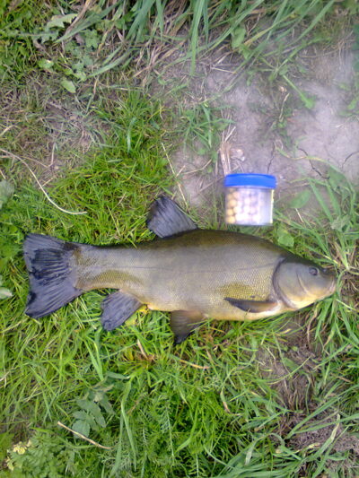 Tench, 1.1 kg — Dvariukų