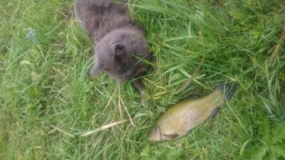 Tench — Drąseikių