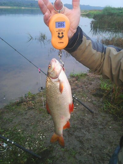 Roach, 0.9 kg — Neman River