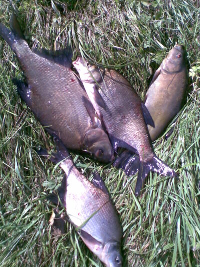 Tench