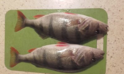 Eurasian perch, 0.9 kg — Bubių