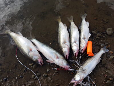 Pike perch ×6