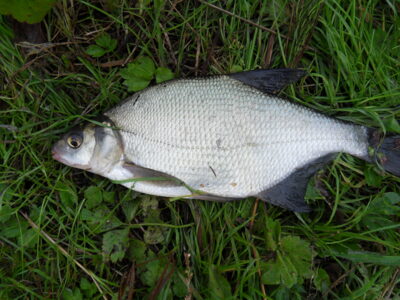 Carp bream — Шешупе