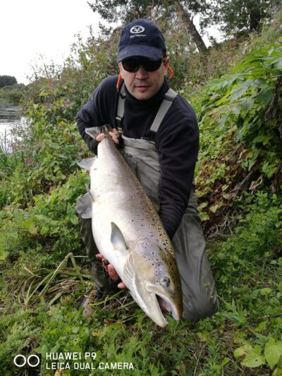Atlantic salmon, 15.0 kg — Neris River