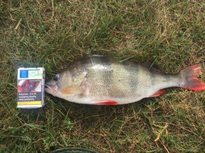 Eurasian perch, 1.2 kg — Didžiulis