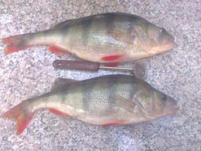 Eurasian perch — Ilgis