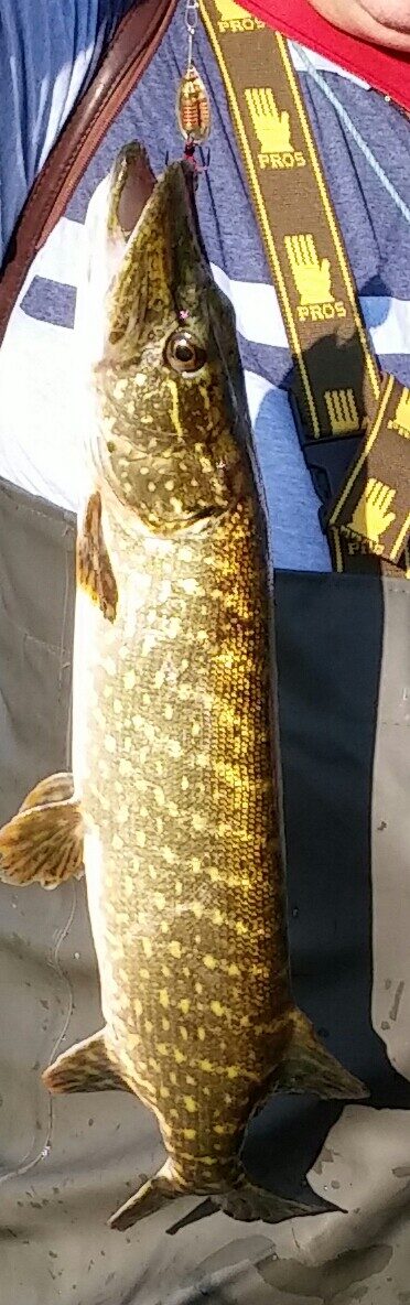 Northern Pike, 1.4 kg