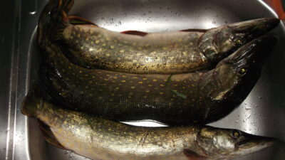 Northern Pike ×3 — Neman River