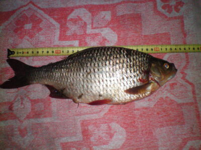 Rudd, 1.4 kg