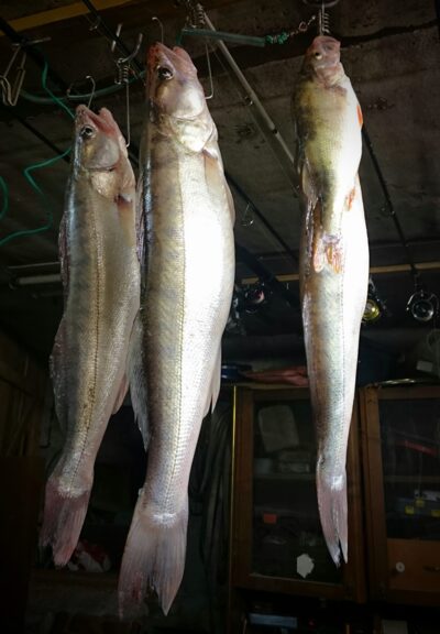 Pike perch ×7 — Kuršių
