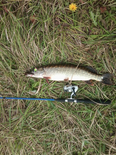 Northern Pike, 2.0 kg