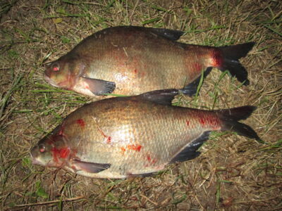 Carp bream ×2 — Neman River