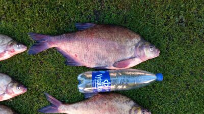 Mirror carp, 2.8 kg