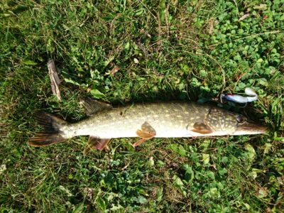 Northern Pike