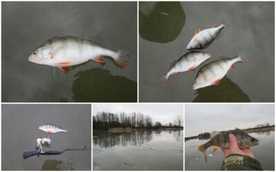 Eurasian perch