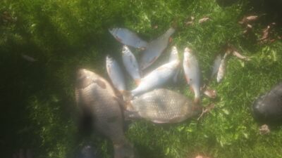 Prussian carp
