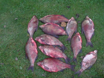 Carp bream ×11 — Skirvytė