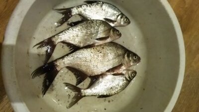 Silver Bream ×4 — Talkša