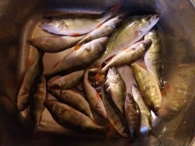 Eurasian perch ×18 — Gilius