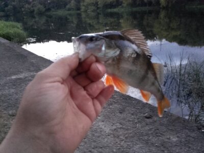 Eurasian perch