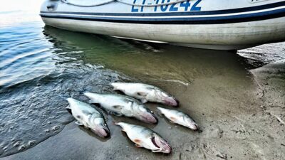 Pike perch ×3
