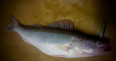 Pike perch ×3 — Kuršių