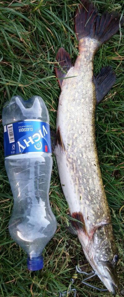 Northern Pike, 2.0 kg — Neman River
