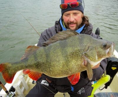 Eurasian perch, 0.4 kg — Sartai