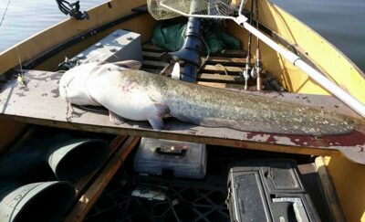 Wels catfish, 17.4 kg
