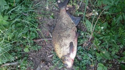 Carp bream, 2.8 kg — Akmenių